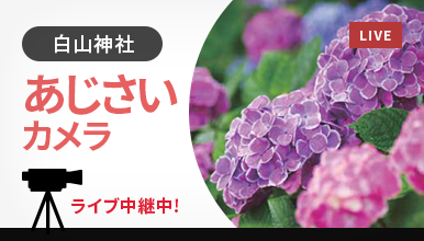 あじさいカメラ