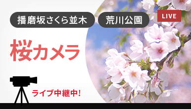桜カメラ