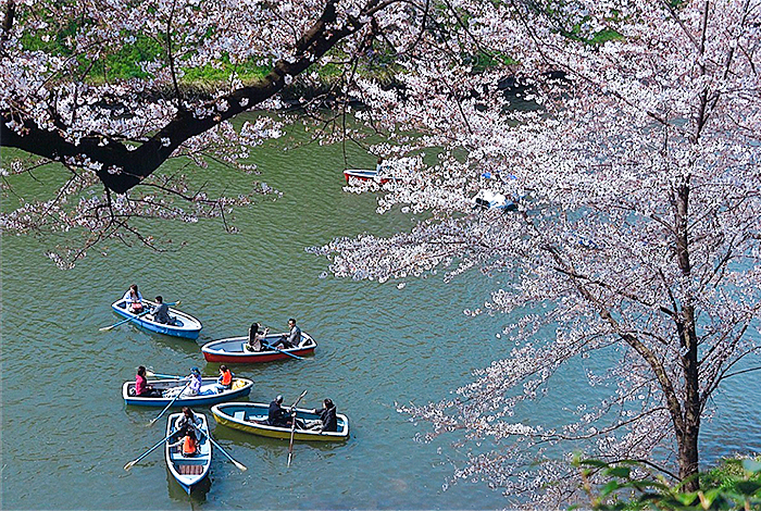 丁度、桜の間にボートが星形の様に集まってきたのでシャッターを切る。