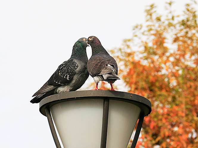 荒川自然公園を歩いていると照明の上で2羽の鳩が口を合わせていた。果たしてキスをしていたのか、餌を取り合っていたのかは分かりませんでしたが、私にはこの2羽はまるで恋人たちのようでした。
