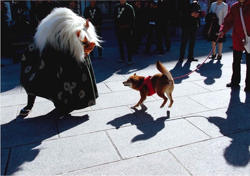 神田明神の七五三の日散歩にきた犬が獅子舞にびっくりしたようでした。