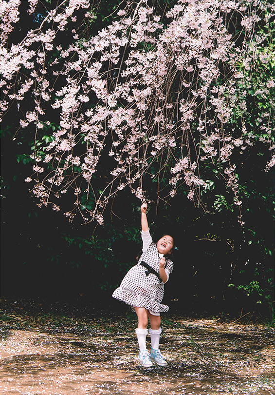 満開のしだれ桜に背伸びしても届かなかったので、少女は思い切ってジャンプ。届いた満足でこえが弾んでいました。